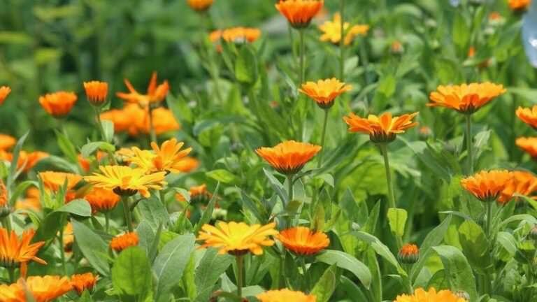 Выращивание календулы Calendula: основные этапы и советы